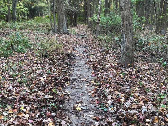 Hiking in the deep in the woods of Staten Island, our Rock correspondent came upon a number of sidewalks far from the nearest roads or houses. Photo: Vince DiMiceli