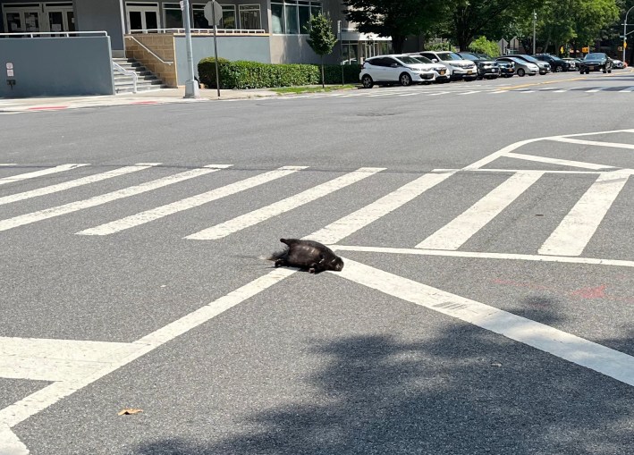 Dorsal view of the dead skunk at around 4 p.m. shows the rising distention. Photo: Eve Kessler