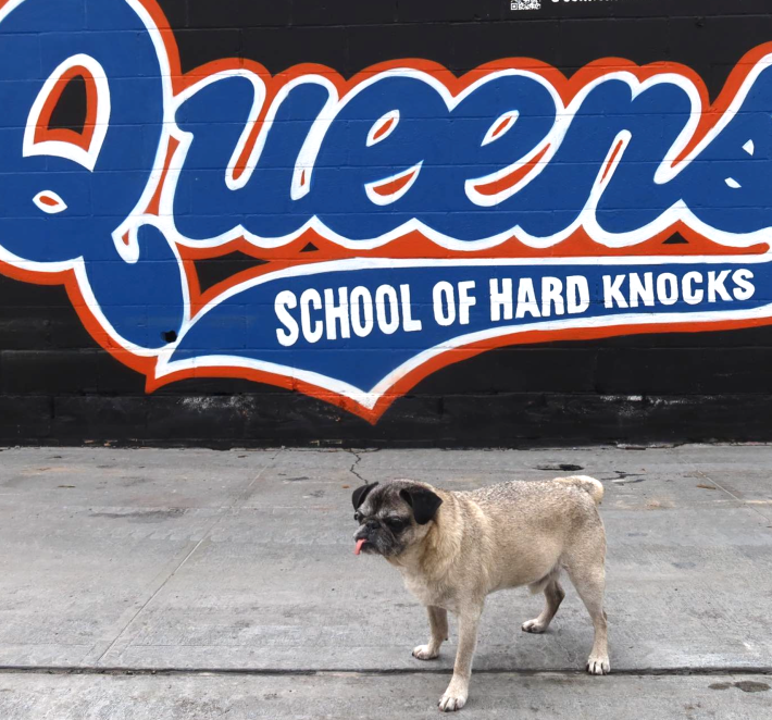 Local icon and composting mascot 'Rocky the Pug.' Photo: Via Instagram