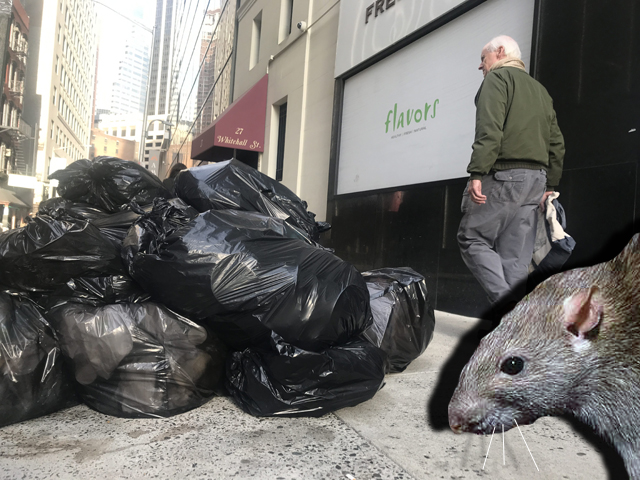 Trash is the biggest factor in rat infestations, researchers say